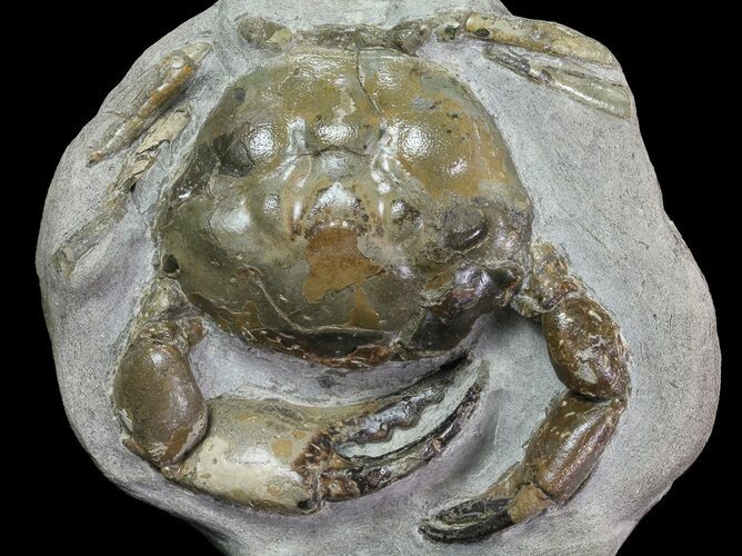 D Fossil Crab (Pulalius) Washington - Washington State #67570